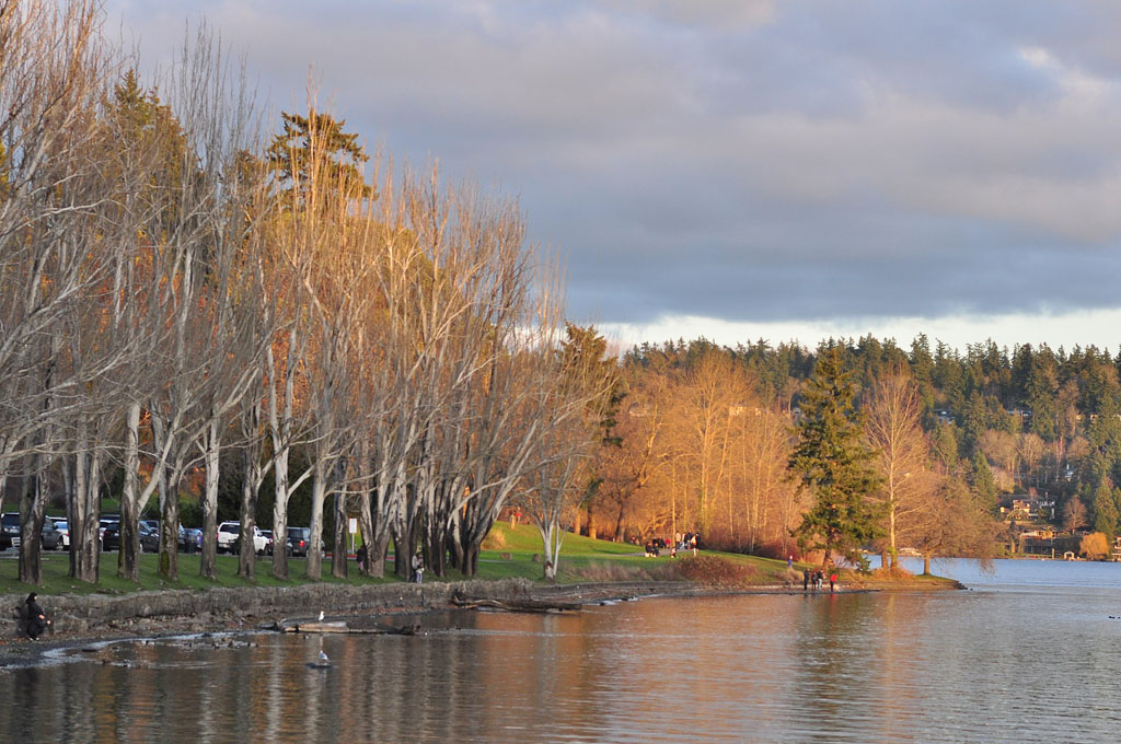 fall foliage in Seattle along Lake Washington