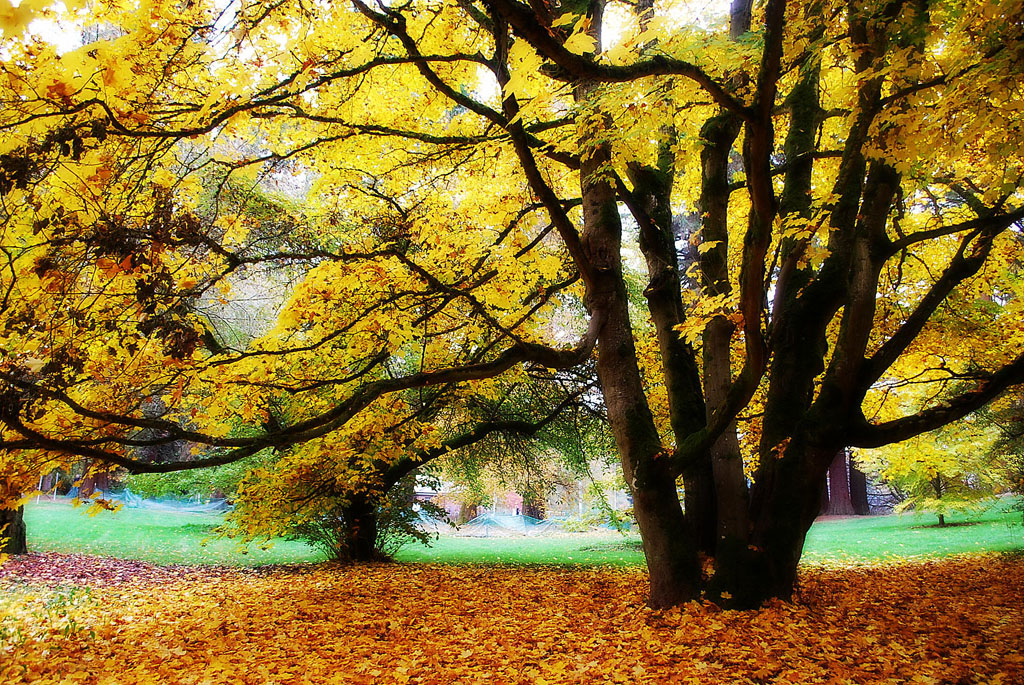 Fall foliage in Seattle at Washington Park Arboretum