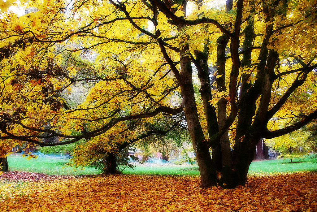 view of the Washington Park Arboretum, one of the best hikes in Seattle