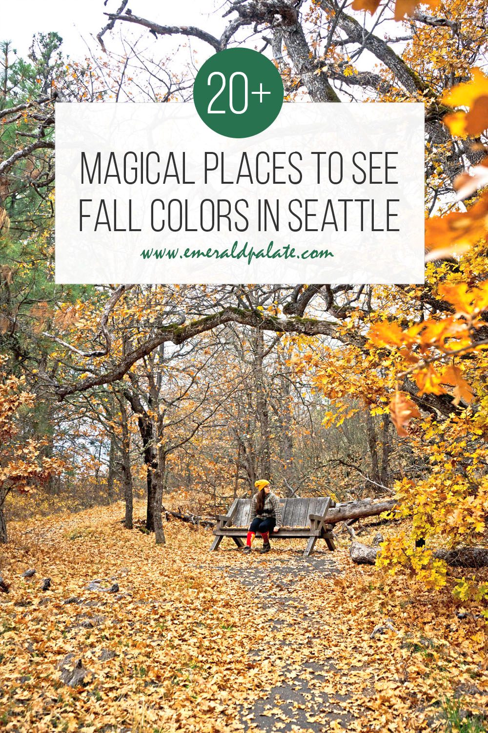 One of the best things to do in Seattle in fall is hunt for fall colors in Washington state. We have a ton of places for fall foliage in Washington, but there are also a ton of fall colors in Seattle too! If you love autumn colors like red, rust, orange, yellow, and gold, here is where to go leaf peeping for fall colors in the Pacific Northwest!