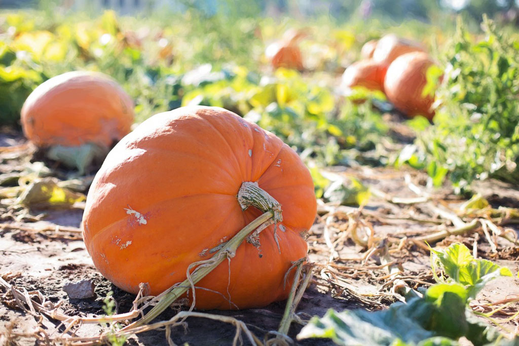 pumpkins in a pumpkin patch, one of the best things to do during fall in Seattle