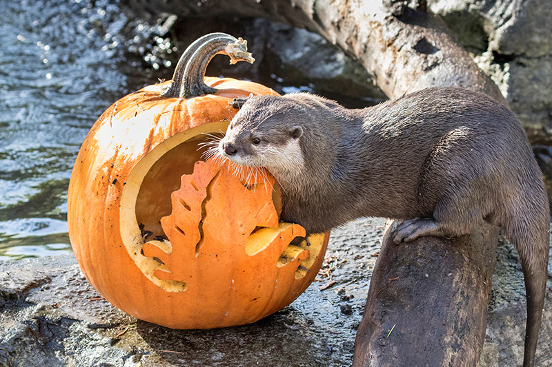 otter eating a pumpkin at the zoo