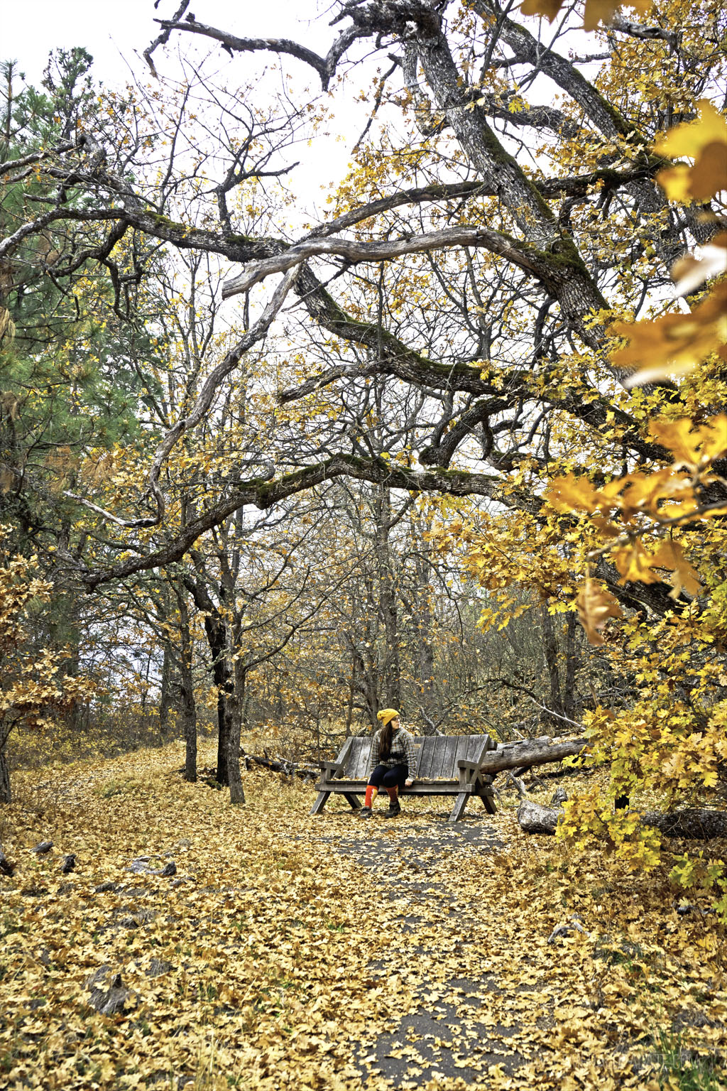 woman sitting on a bench in a park covered in golden leaves in autumn