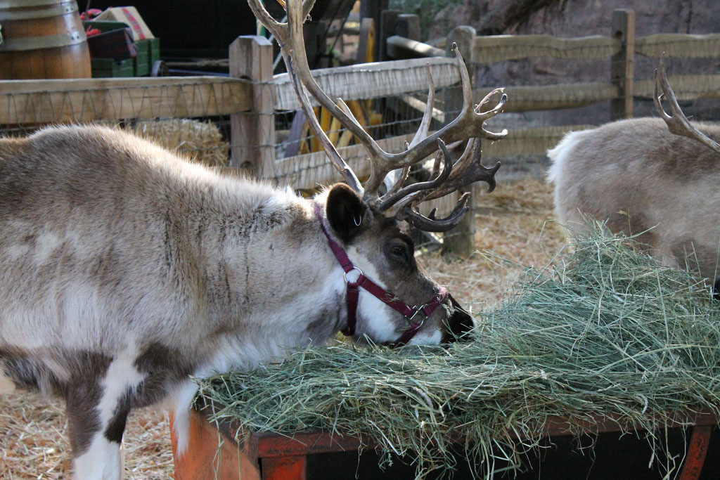 reindeer eating hay at a reindeer farm