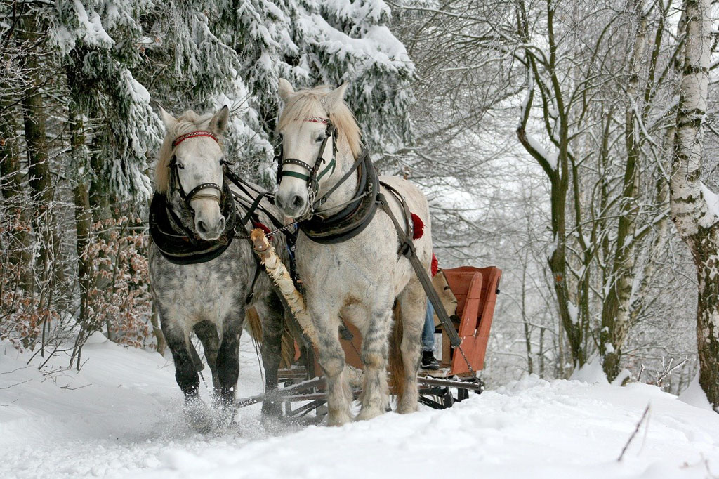 2 horses pulling a carriage in winter