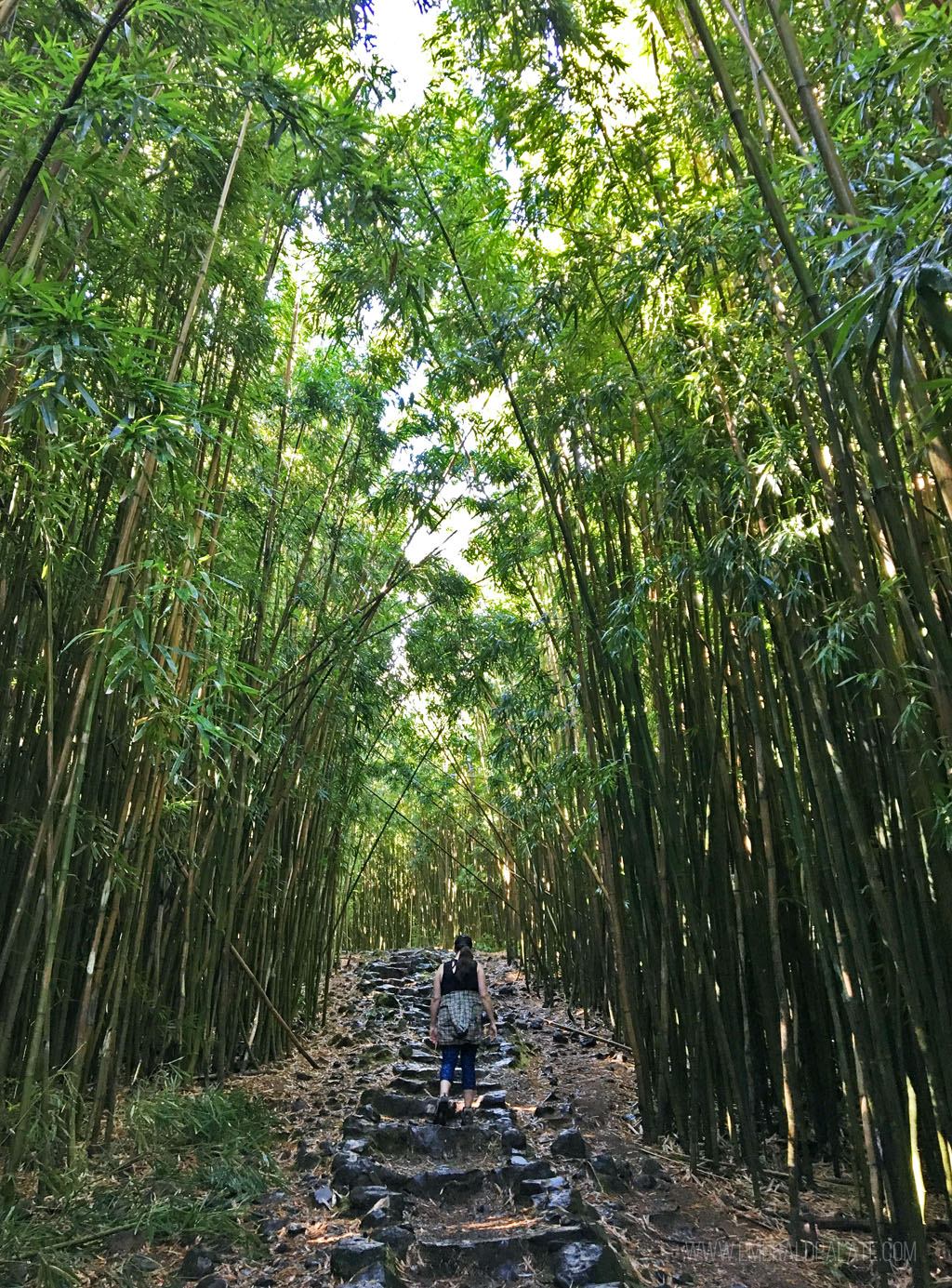 woman walking on a path surrounded by tall bamboo in Maui