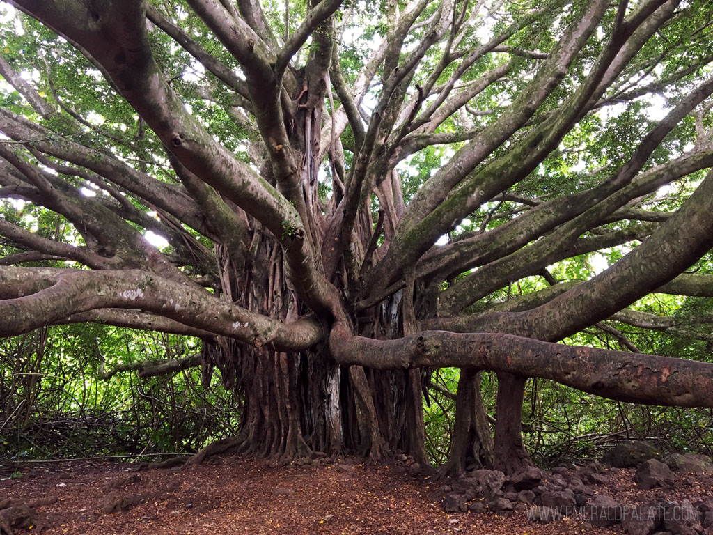 banyan tree on one of the best easy hikes in Maui