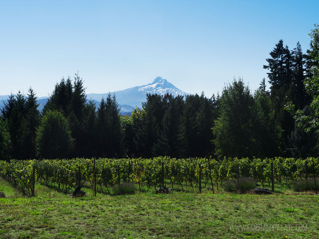 view of Mount Hood and vineyards at a Columbia River Gorge winery