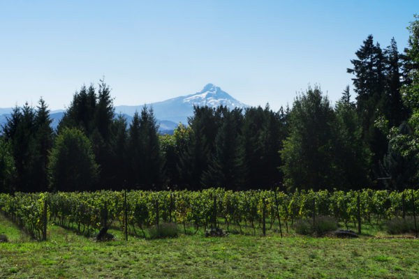 Best Columbia River Gorge wineries to visit