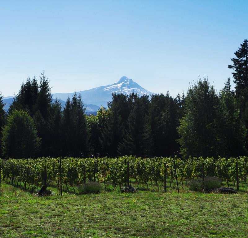 7 Columbia River Gorge Wineries You Have to Try
