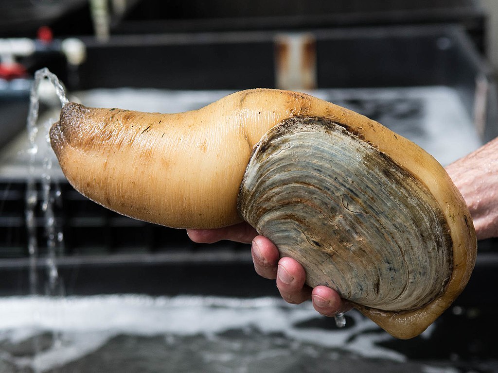 person holding geoduck, one of the things you can get only in Seattle