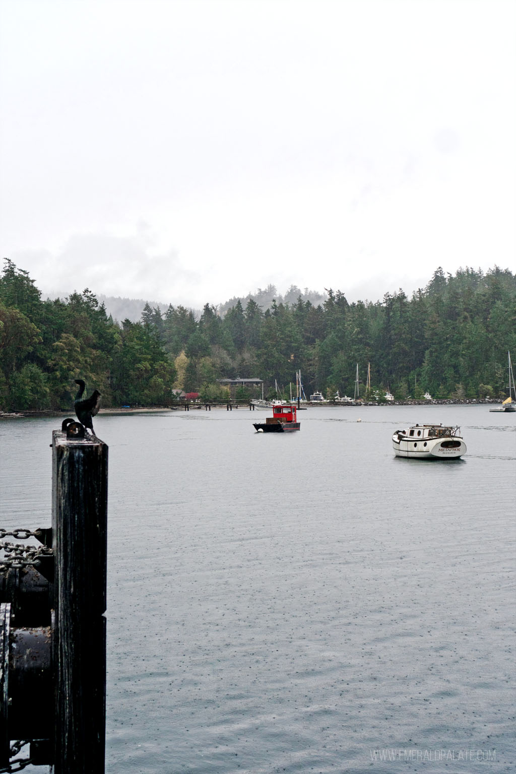 boats and a bird on the water off of Orcas Island