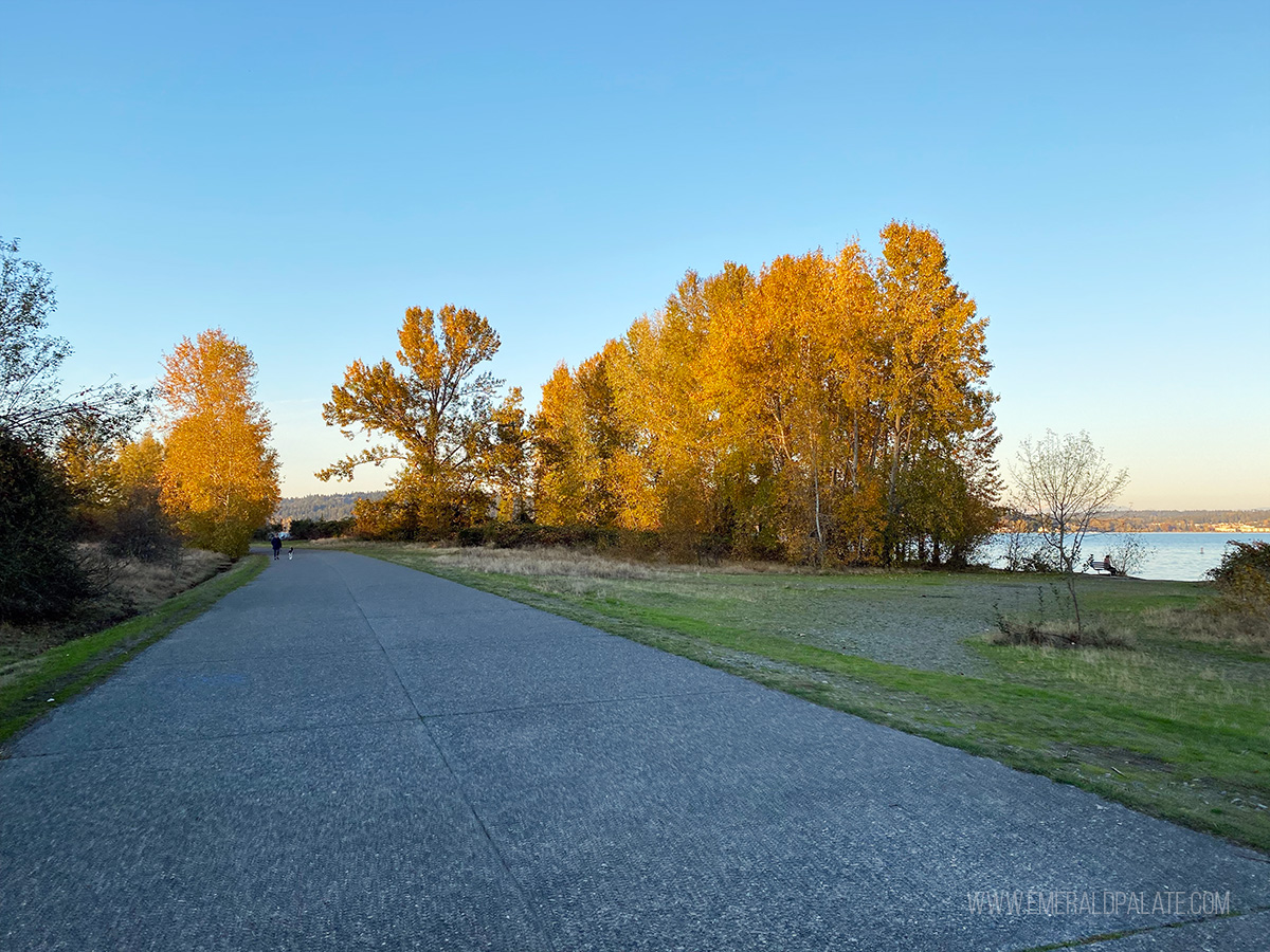 walking path in Magnuson Park dotted with fall colors
