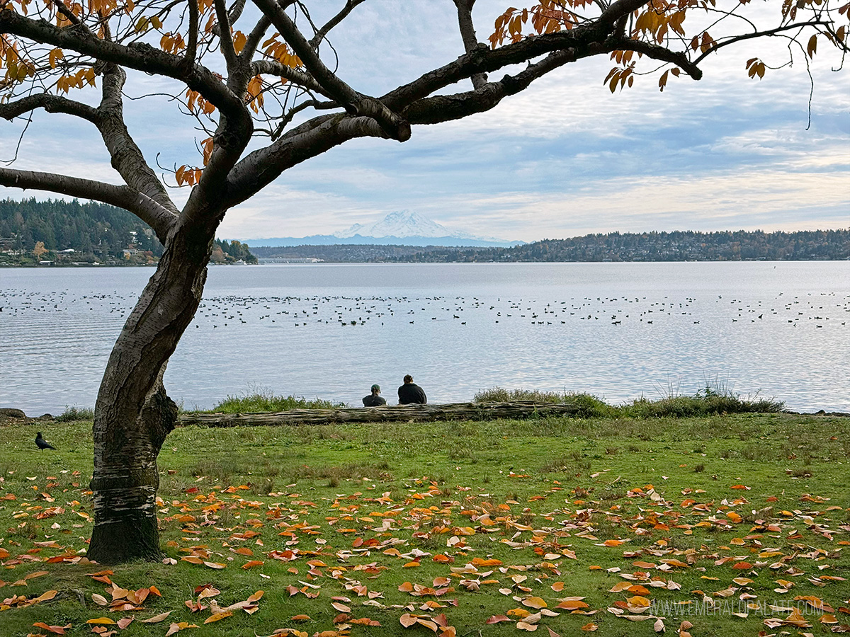 Mt. Rainier in the distance between golden fall leaves 