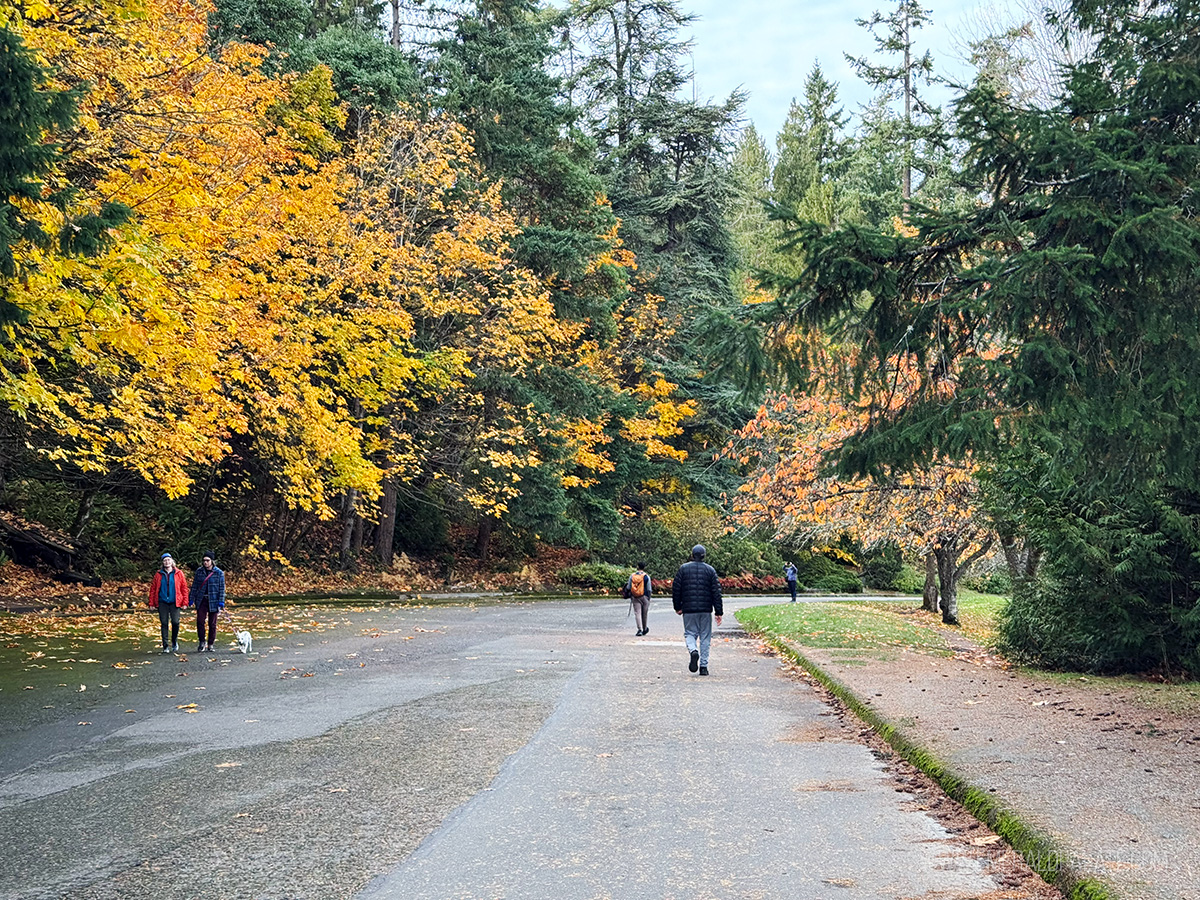 people walking on a path surrounded by fall colors at a Seattle park