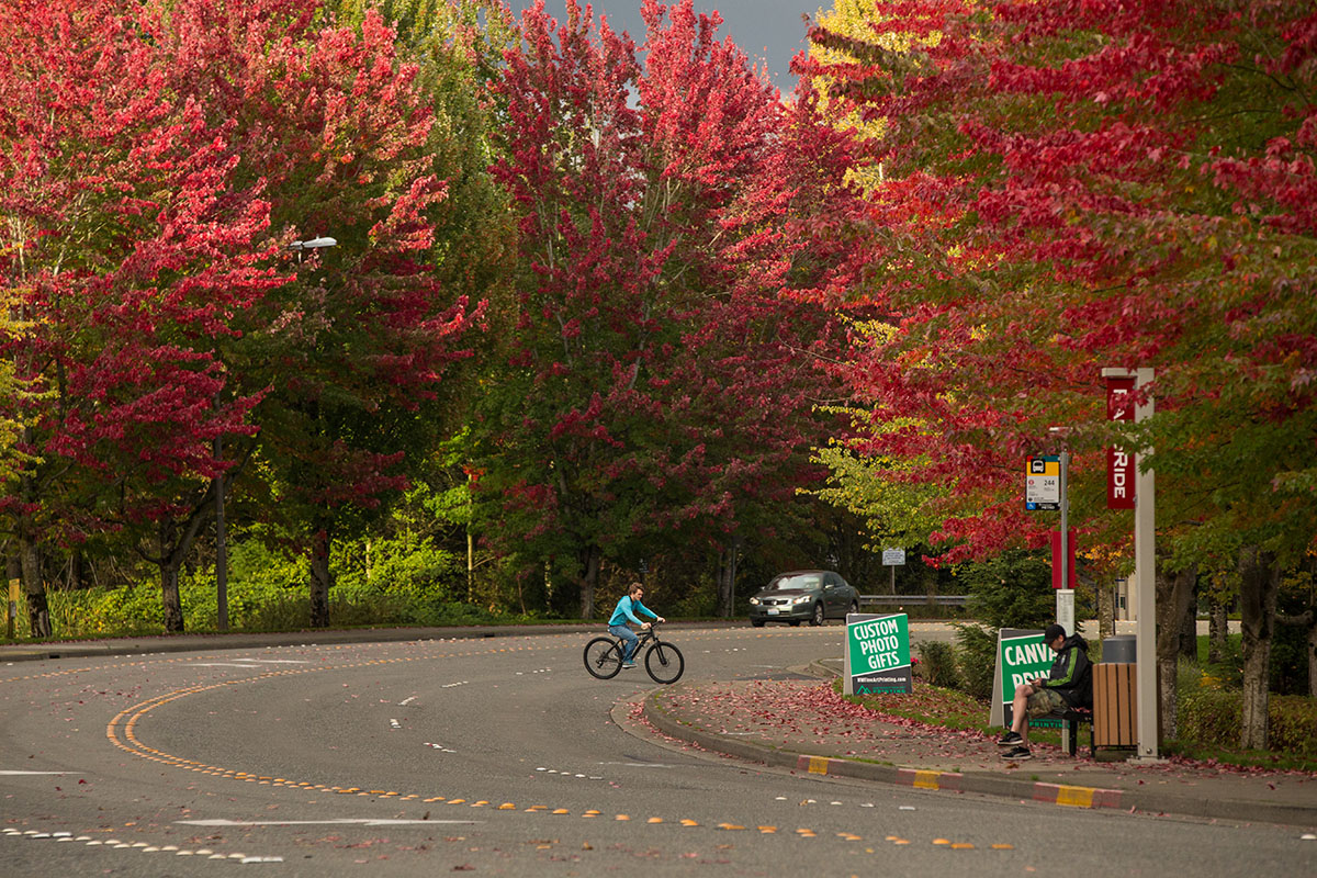 Colorful trees dotting a street in Redmond, WA