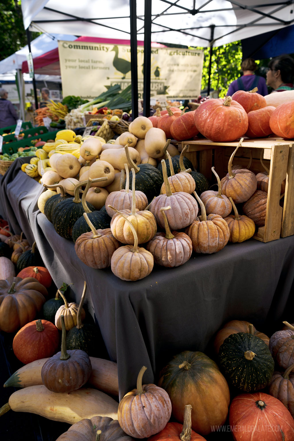 pile of pumpkins and squash at the Vancouver Farmers Market