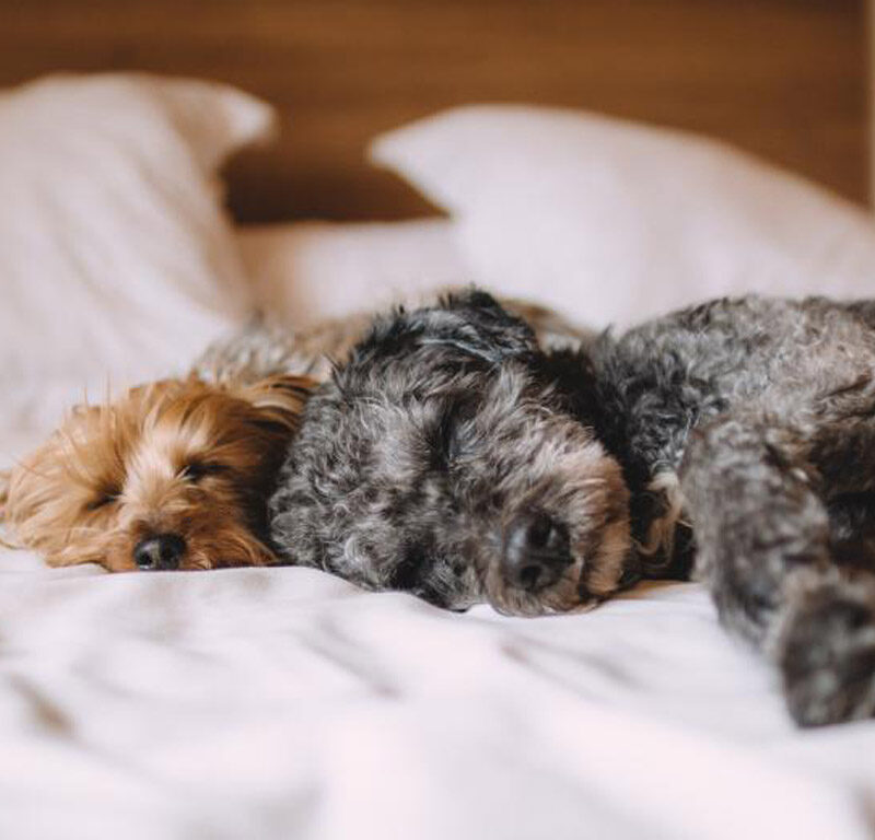 Small dogs sleeping on a hotel bed in one of the pet friendly hotels in Washington