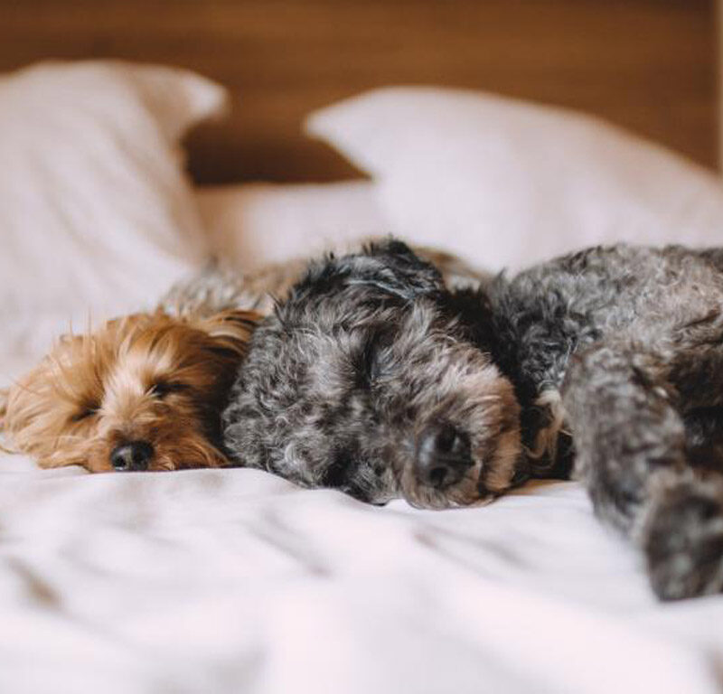 20 Pawsome Pet-Friendly Hotels in Washington