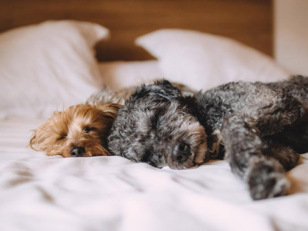 Small dogs sleeping on a hotel bed in one of the  pet friendly hotels in Washington