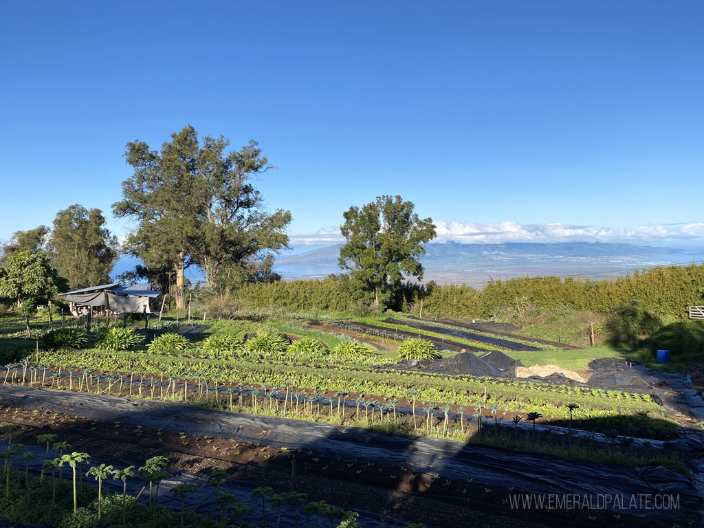 View of farmland in Upcountry Maui