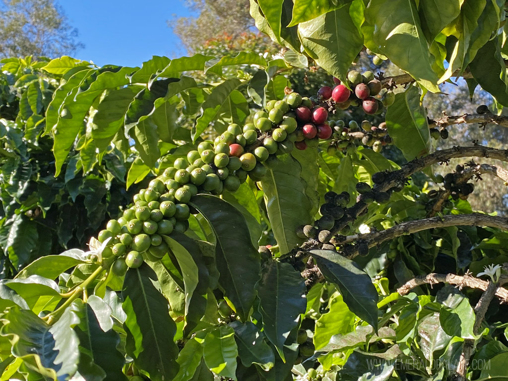 Close up of coffee cherry, one of the best souvenirs from Maui