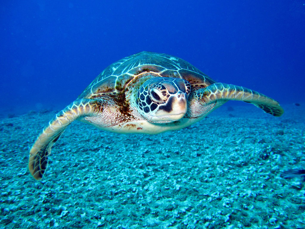 sea turtle swimming under water