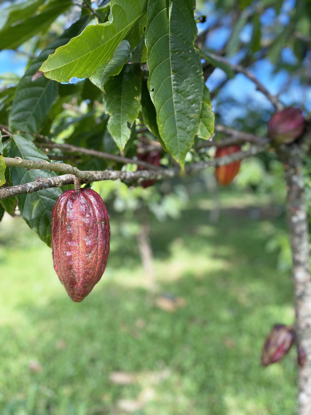 cacao pod hanging from a tree in Hawaii