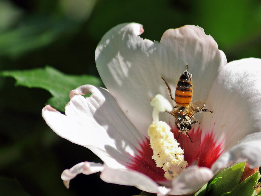 Souvenirs from Maui You'll Actually Use The Emerald Palate