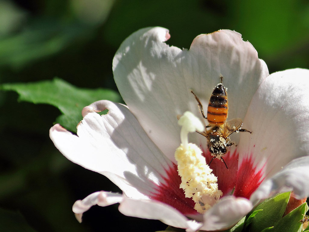 Honey bee pollinating hibiscus