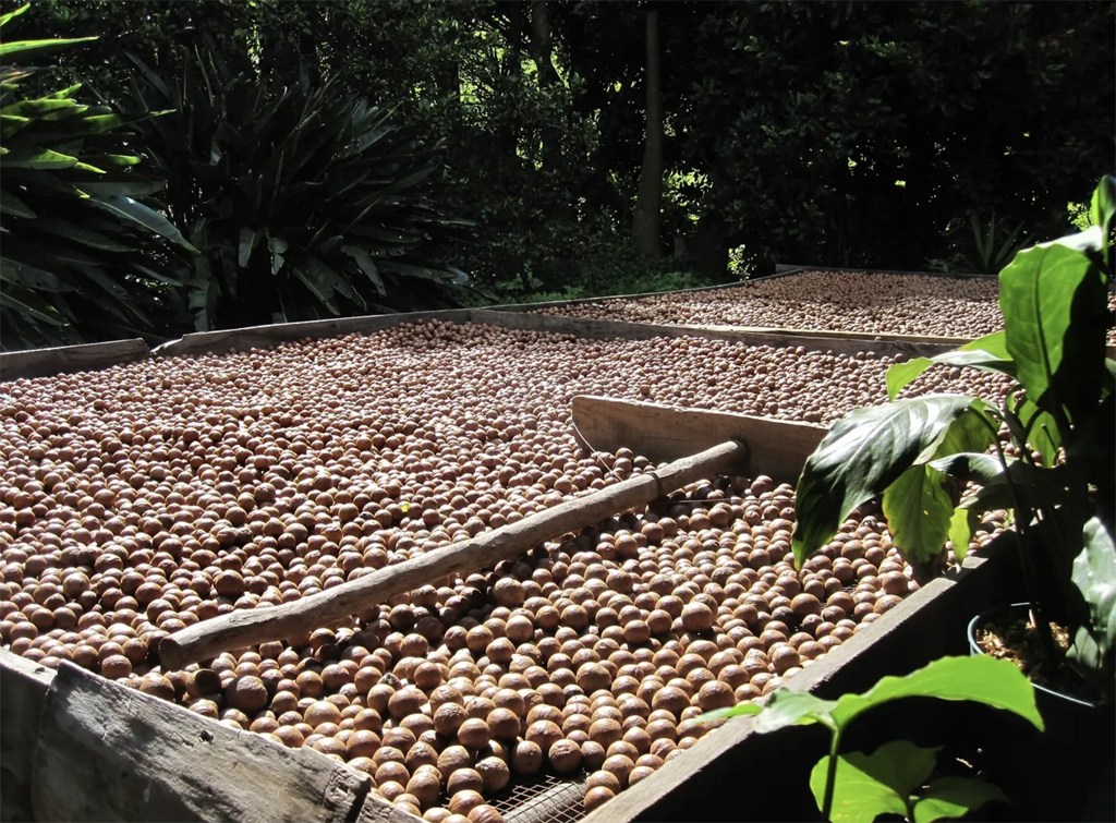carts of macadamia nuts just harvested from a farm