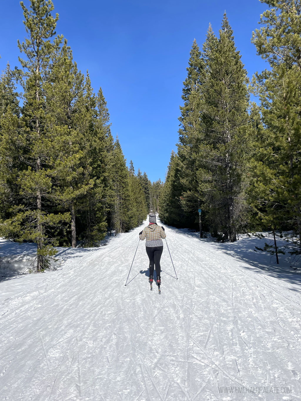 woman cross-country skiing between trees, one of the things in Bend Oregon in winter