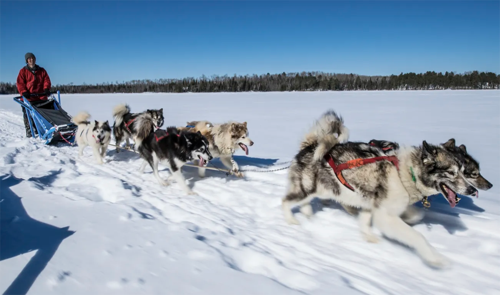 dogsledding