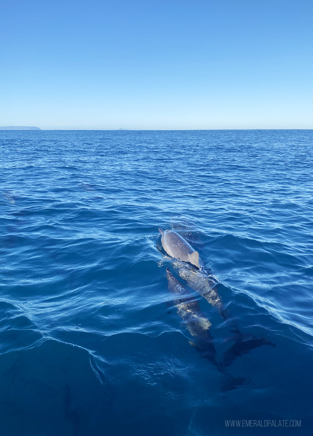 dolphins off Kauai's Na Pali Coast