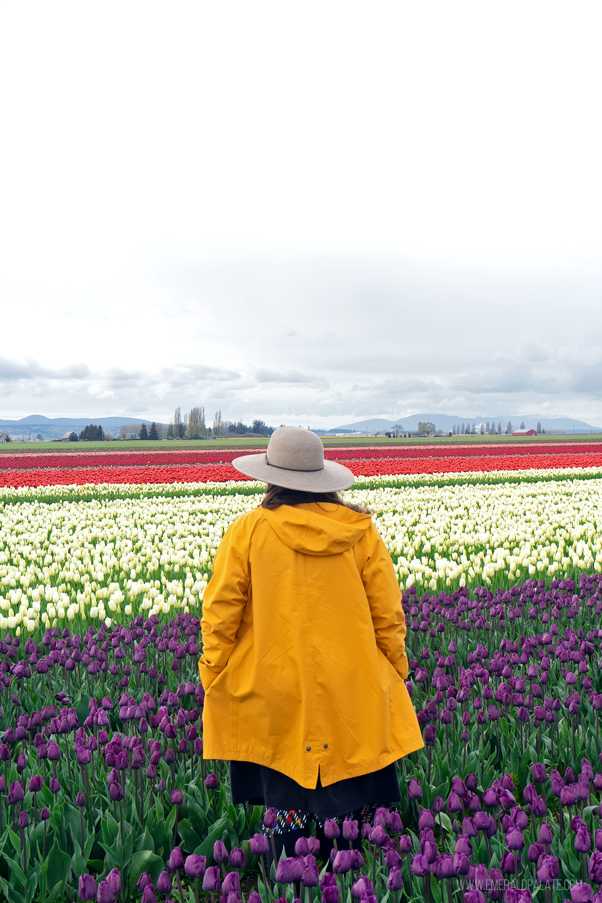 woman in rain coat standing in tulip fields at the Seattle Tulip Festival