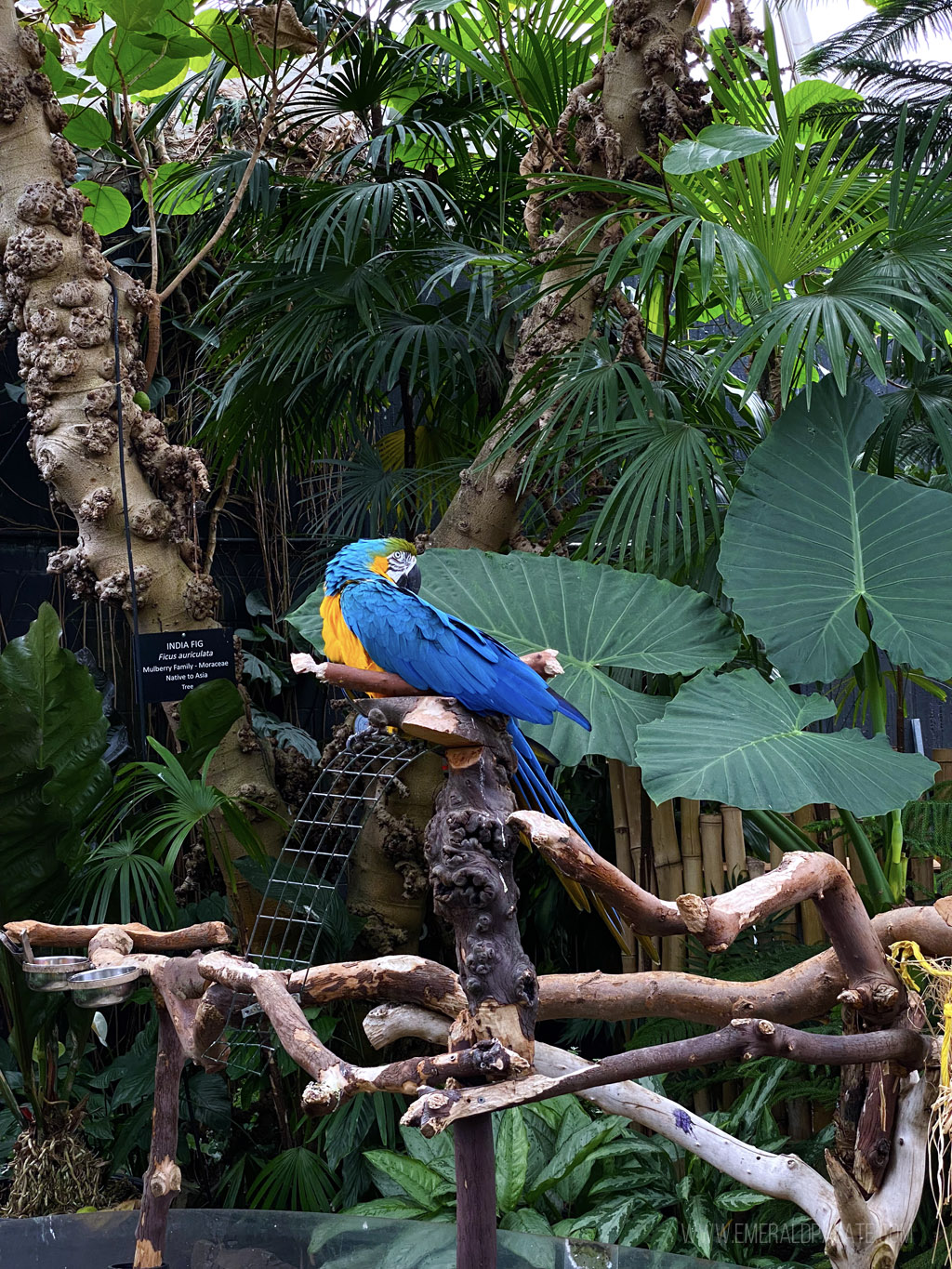 parrot in a conservatory in Vancouver BC