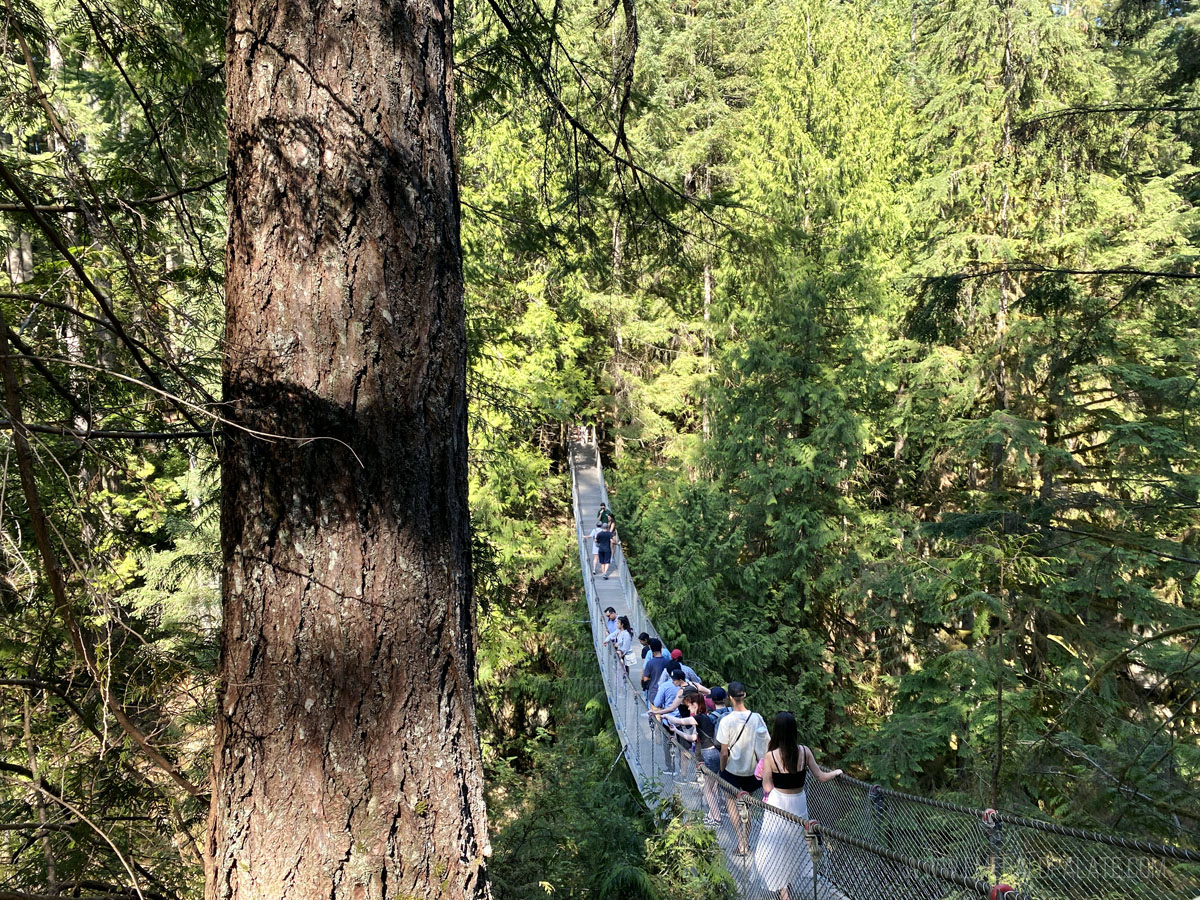 Lynn Canyon Suspension Bridge, one of the most fun things to do in Vancouver BC