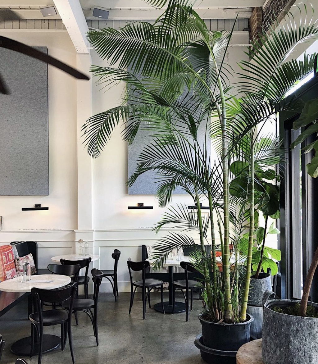 Huge palm plant inside an Instagrammable restaurant in Seattle