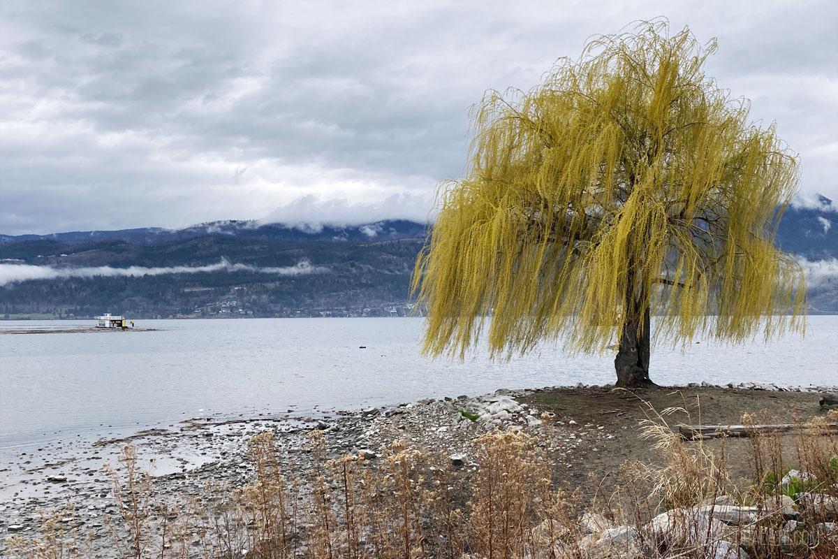 view of Okanagan Lake with a bright budding weeping willow tree and boat