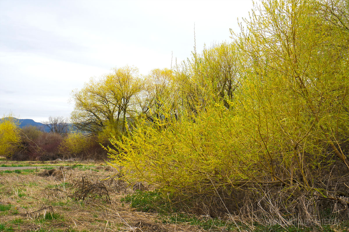 trees budding during spring in Kelowna BC