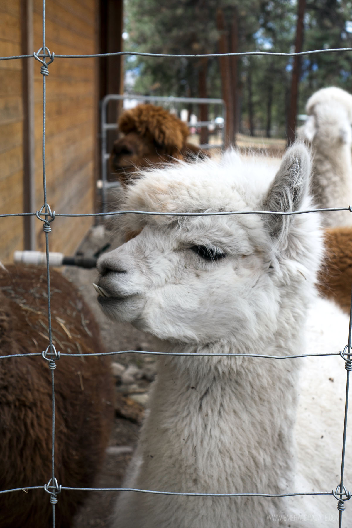 close up of an alpaca