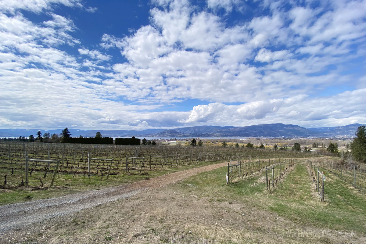 vineyards in Kelowna, British Columbia
