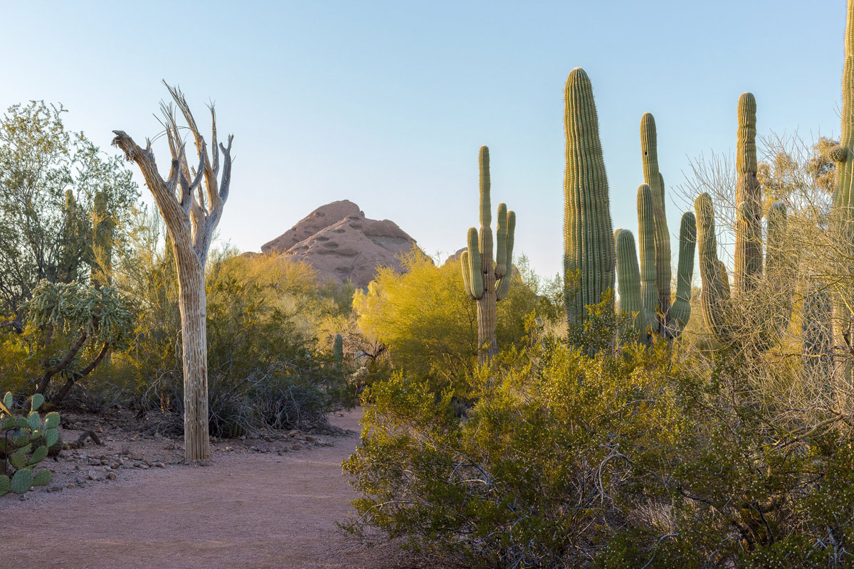 Desert Botanical Garden in Scottsdale, AZ