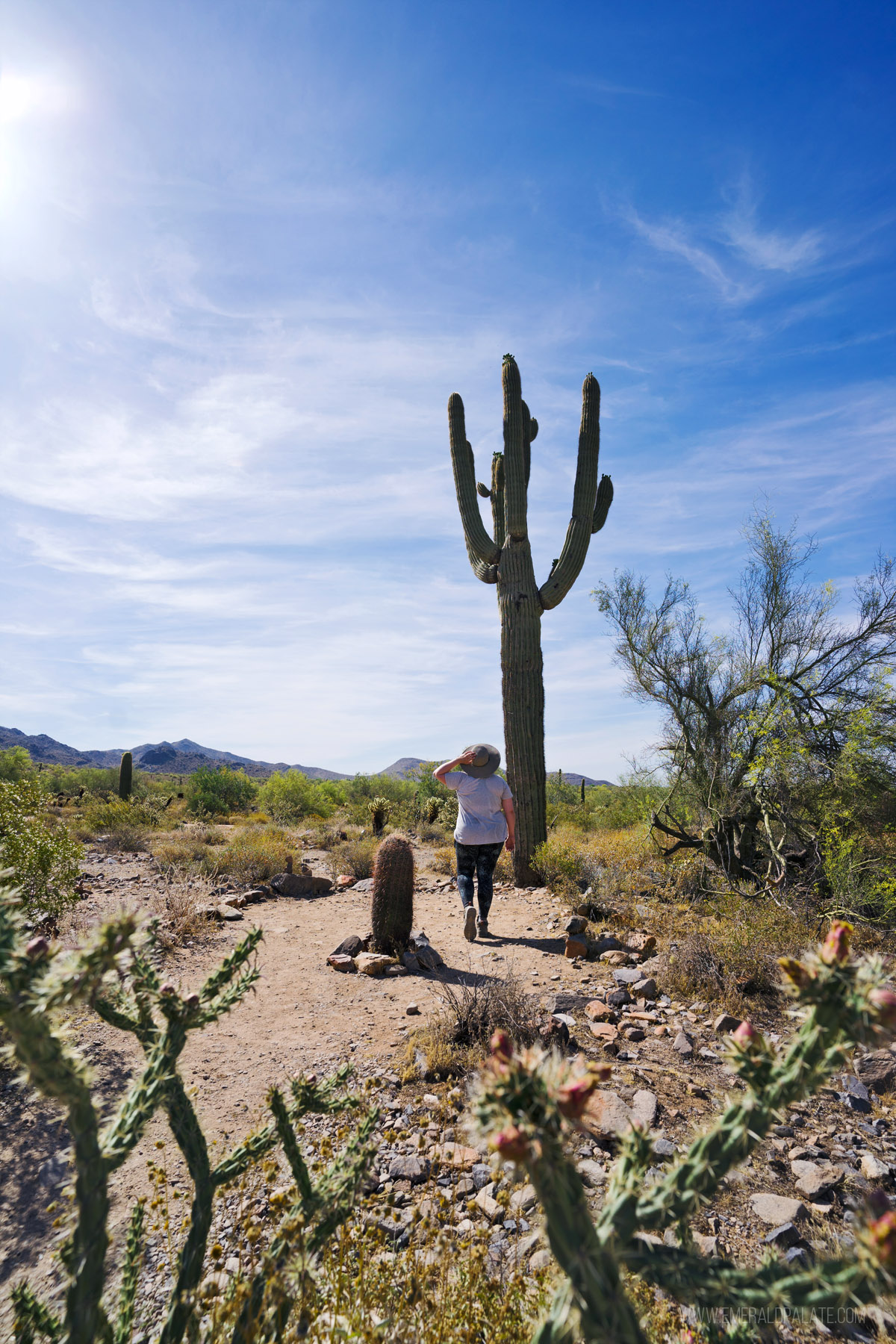 woman hiking next to a saguaro cactus in Arizona