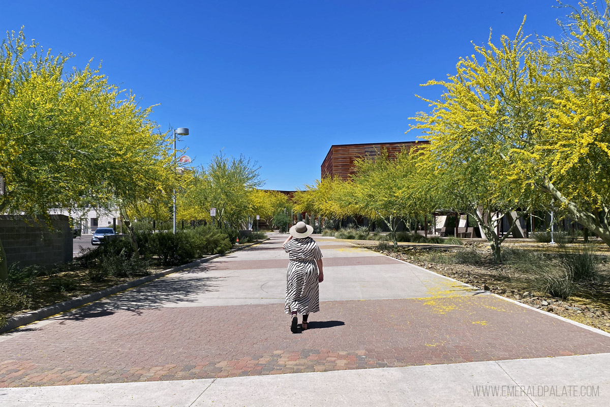woman walking among yellow flowering tree lined sidewalk