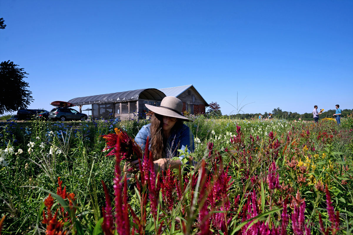 person picking flowers on a farm, one of the most fun things to do in Eugene, Oregon