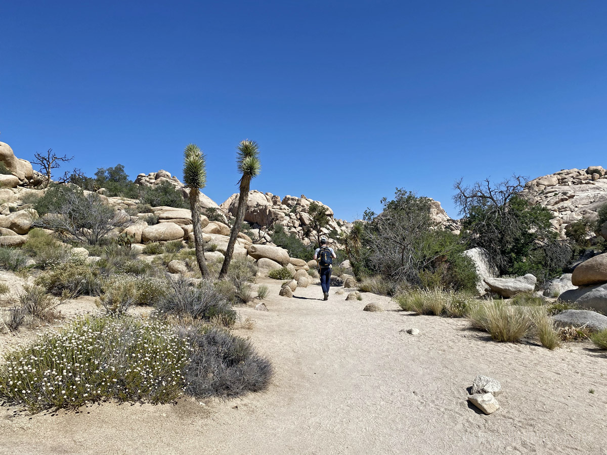 Person walking along a trail in Joshua Tree National Park