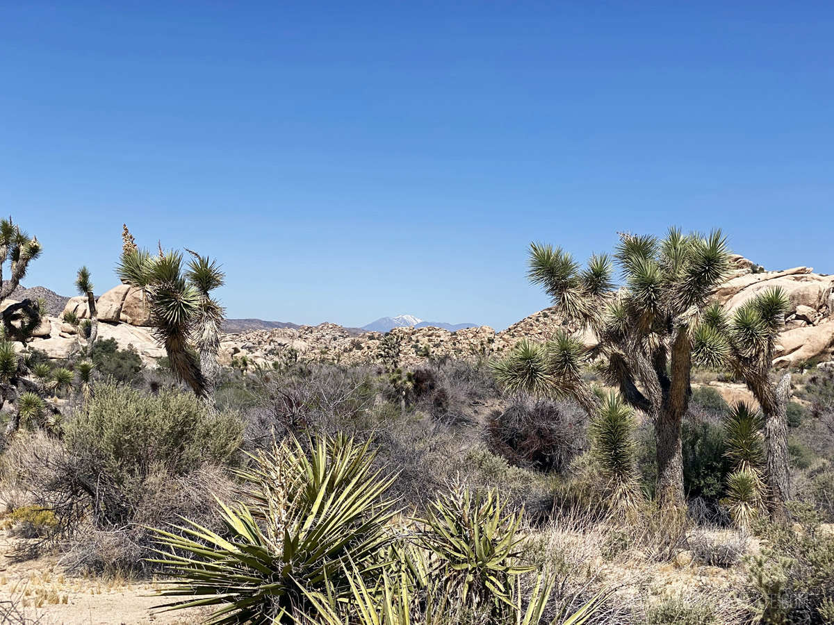 View of desert landcape and palms