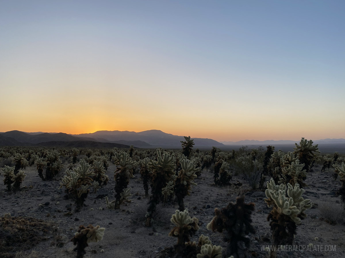 Joshua Tree at sunset, a must add to your Joshua Tree itinerary