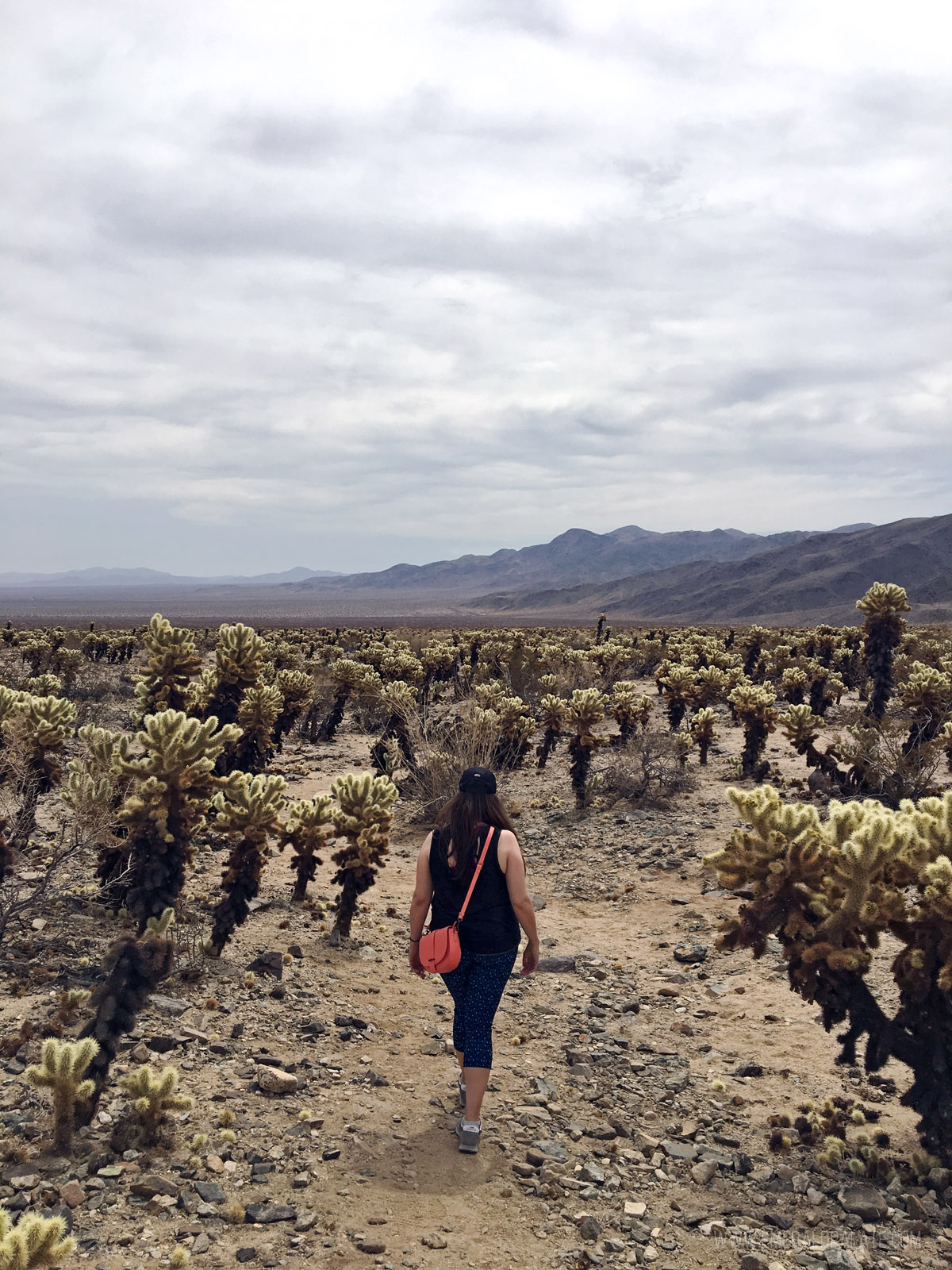 woman walking through cholla cactus